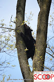Bear Sighting On Winesap Land In Forshay - DSC_0049.JPG