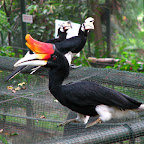 Hornbill (Kuala Lumpur bird park)