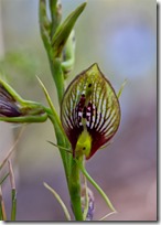 2.-Bonnet-Orchid-(Cryptostylis-erecta)
