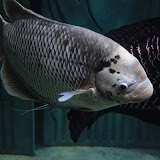 IMG_4731.JPG