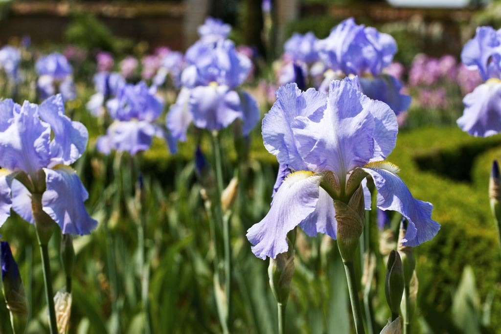 [Irises-94.jpg]
