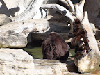 denver_zoo