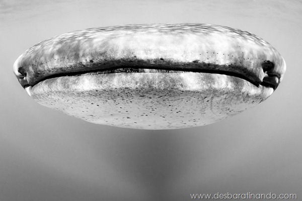 sony-world-photography-awards-2013-10 sony-world-photography-awards-2013-10