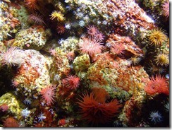 18894_net_corales
