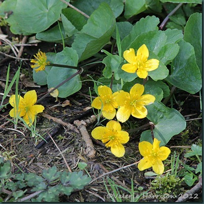 Marsh-Marigold