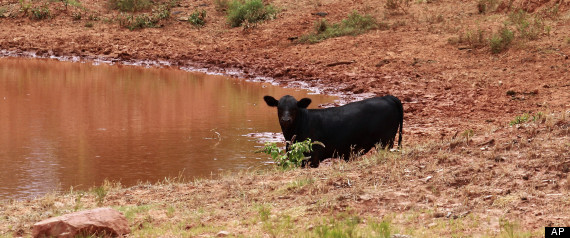 A cow seeks out water in a drought stricken pond near Paoli, Oklahoma, 26 July 2012. The drought that is worsening across the U.S. is also intensifying in Oklahoma, the U.S. Drought Monitor reported, leaving cattle ranchers looking for ways to feed their herds. Sue Ogrocki / AP Photo