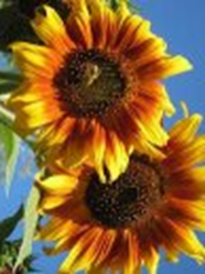 solros solros