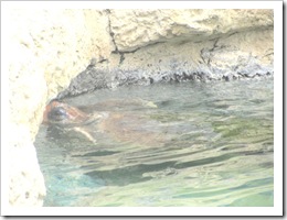 Florida vacation Sea world sea turtle head