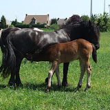 veulenszomer2011 016.jpg