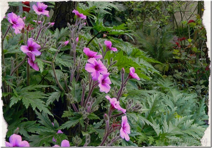 Geranium maderense-002 Geranium maderense-002