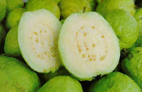 jambu batu