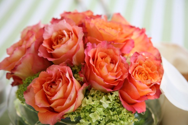 [AO83--free-spirit-rose.-holly-chappl.jpg]