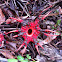 Stinkhorn Fungus