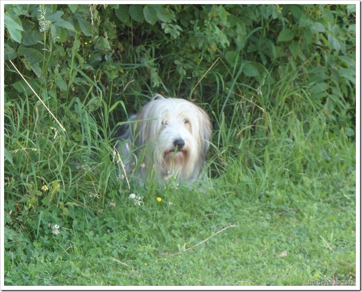 SAM_2149 Meg in shade SAM_2149 Meg in shade