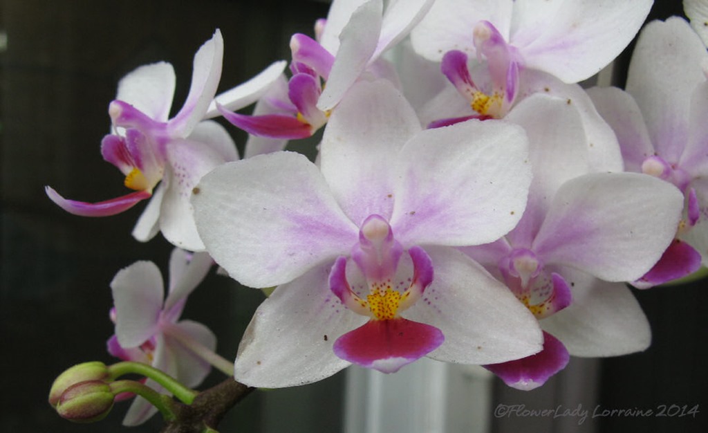 [03-07-orchids%255B2%255D.jpg]