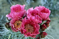 Cactus flower.