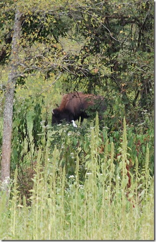 09-10-11 C LBL Elk and Bison Preserve 038a