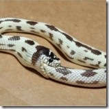 snake-eats-itself-155x155