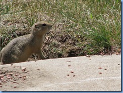 8687 Alberta Trans-Canada Highway 1 - Saamis Teepee World's Largest Teepee - prairie dog