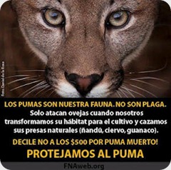 puma puma