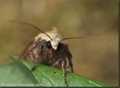 large-yellow-underwing-face large-yellow-underwing-face