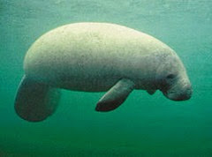Manatee Manatee