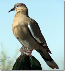 White-winged dove CU 6-27-2011 8-31-41 AM 1901x2105