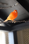 We are very happy living here.  Martha has given us a beautiful and spacious cage to fly around in.  And we love our natural branch perches.