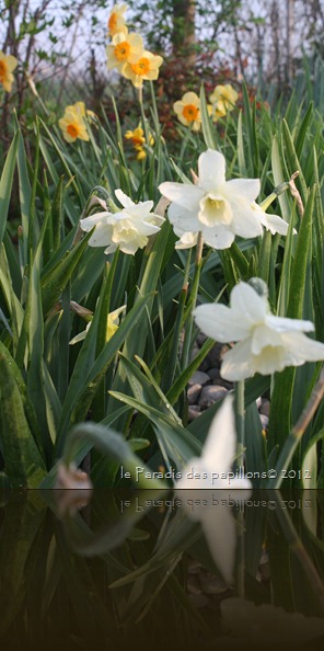 IMG_0790 IMG_0790