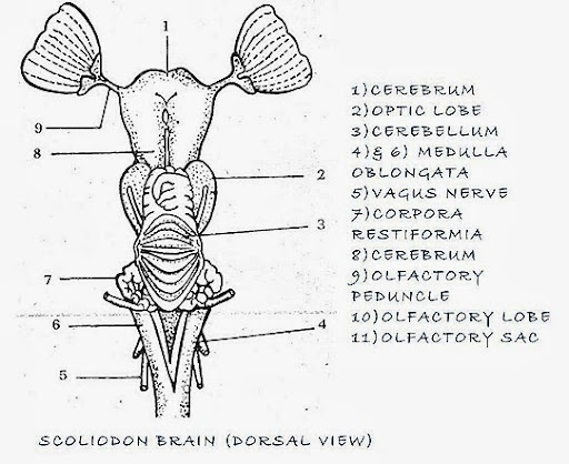 shark brain diagram frog nervous system diagram shark brain diagram frog nervous system diagram