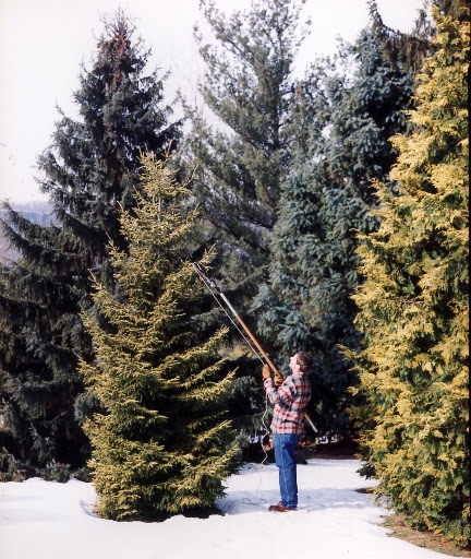 Trimming branches -- balance a tree's shape with a pole pruner, which lets you make accurate cuts up to ten feet. The pull cord runs through pulleys that increase the force you apply, much the same way a lopper's long handles maximize cutting power.