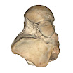 talus_right_800x800.jpg