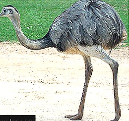 Rhea-americana-ostrich