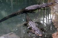 Crocs at Australia Zoo