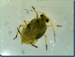 aphid_under800