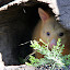 Somewhat Elusive Golden Possum - Hobart, Australia