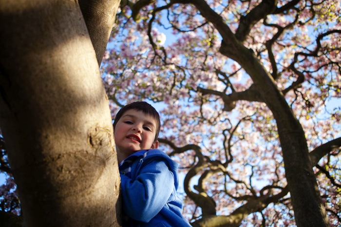 Thetree 10