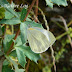 Pieridae%25252c%252520pieris%252520canidia%25252c%252520indian%252520cabbage%252520white
