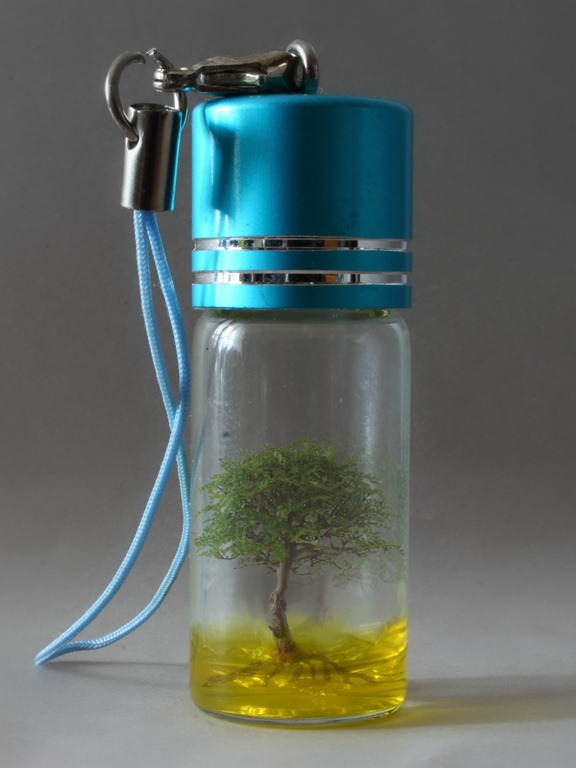 [bonsai_1%255B3%255D.jpg]