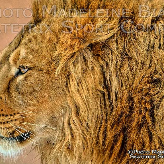 INDIAN LION PHOTO SHOW