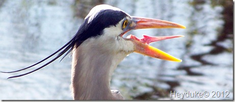 Great Blue Heron - forked tongue