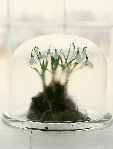 I love the idea of encasing an arrangement with a clear vessel—clean and clever.