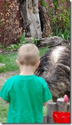 aviary5