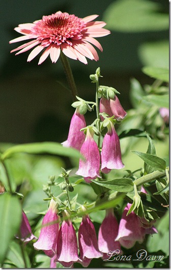 Echinacea_RTruffle_Foxgloves