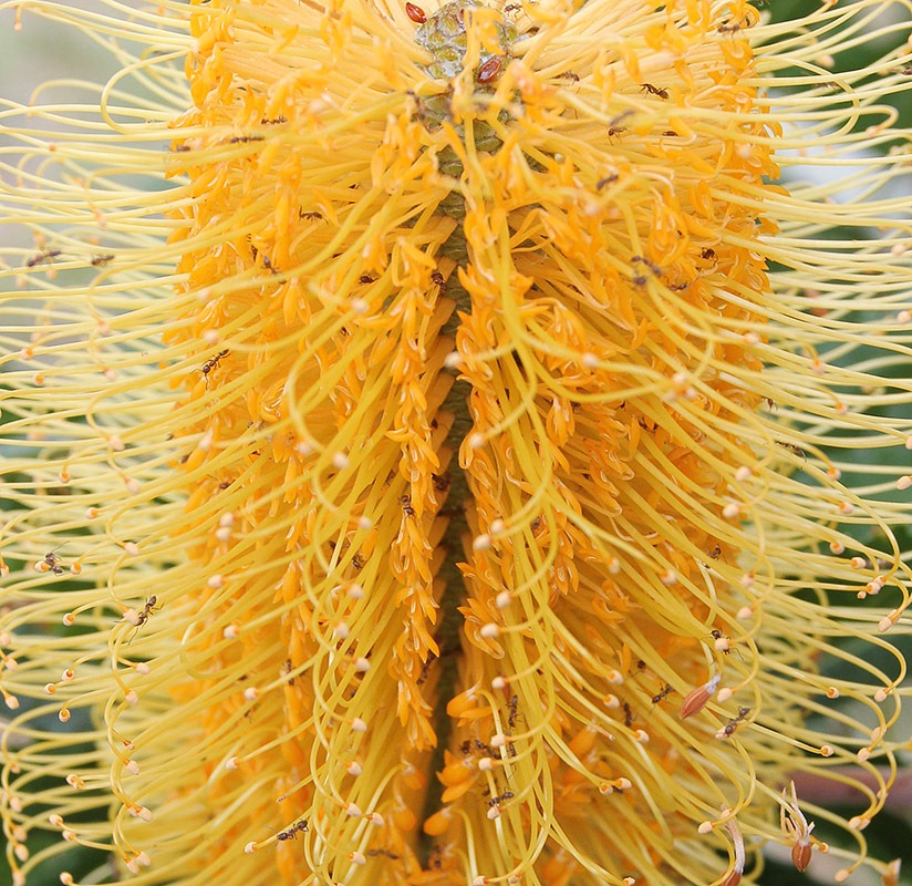 [111015_Santa-Cruz_UCSCA_Banksia-attenuata_ants%255B2%255D.jpg]