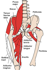 [Anterior_Hip_Muscles.jpg%255B7%255D.png]