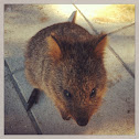 Quokka