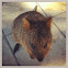 Quokka