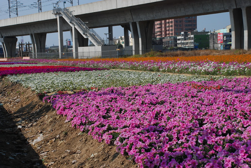 renwu_hanada_048.jpg