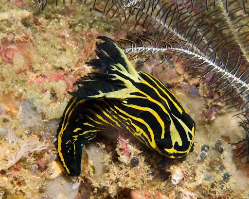 P7075041